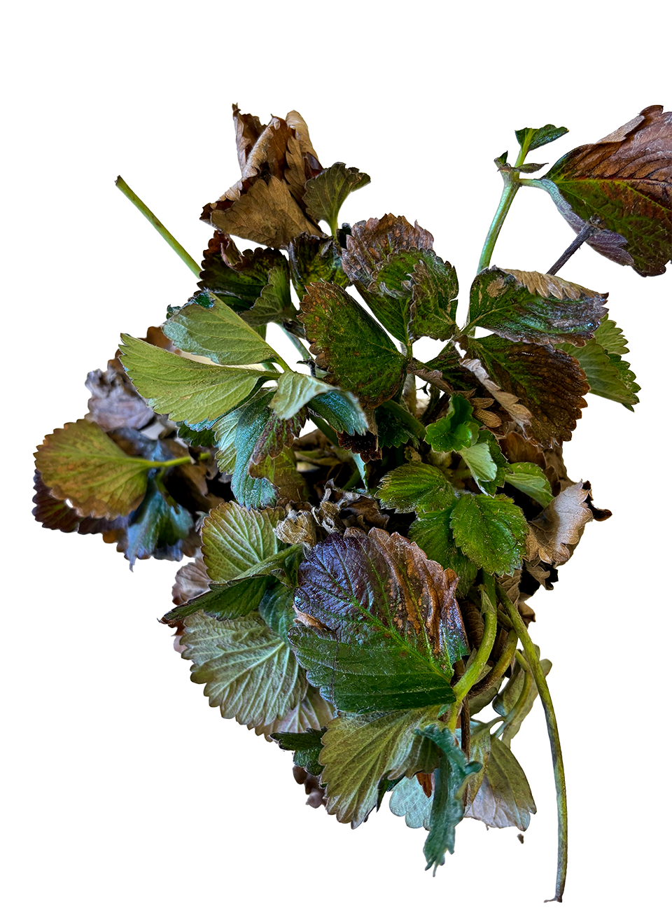 Diseased strawberry plant.